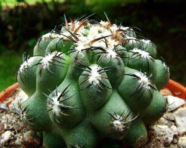 Eriosyce_ napina ssp.napina_ 02